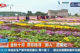 成都：金秋十月 带您找寻“醉人”赏菊处 犹如一个美丽的大画卷视频封面