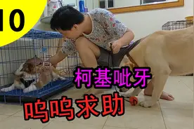 柯基的低吼呜呜，竟然是求助视频封面