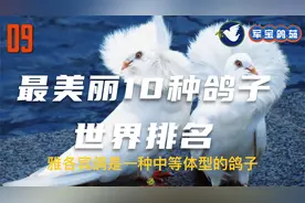 10种最美鸽子你知道几个？第一名像日落红鸡尾酒一样美视频封面