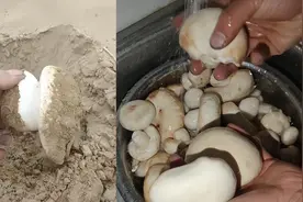 新疆特有神奇蘑菇长在沙土中，网友在线为其取名视频封面