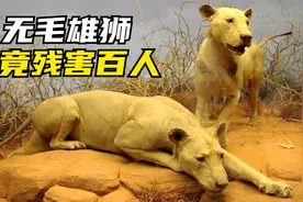 雄狮鬃毛能保护脖子？现场试验颠覆认知 | 狮子鬃毛真相纪录片