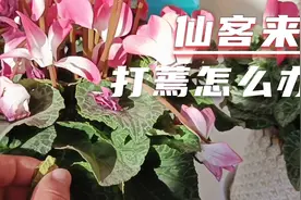仙客来花打蔫不要慌，从这几点入手，让它重新焕发光彩，花开烂漫视频封面
