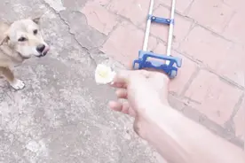 越南坏男人把芥末加到五花肉上去喂狗，阿黄吃了五花肉神魂颠倒
