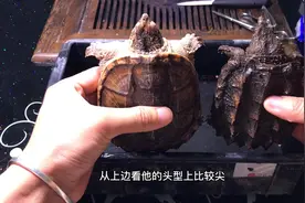 小鳄龟和大鳄龟傻傻分不清楚视频封面