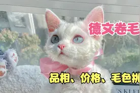 德文卷毛猫品相怎么挑选价格如何一分钟讲通透视频封面