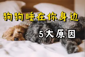 狗狗为什么喜欢睡在你身边？原因有5点视频封面