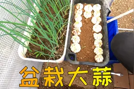 家里20多颗大蒜发芽了，不要扔！这种简单方法盆栽种出蒜苗啦！视频封面