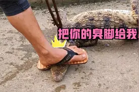 鳄鱼：笑啊！怎么不继续笑了？