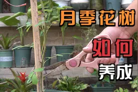 如何把月季养成一颗“大树”？2个动作多做几遍，半年就长成视频封面