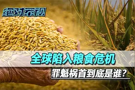 全球陷入粮食危机，印度却又火上浇油，美欧赶忙命令莫迪停手视频封面