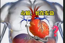 奇闻：人和动物的心脏，为什么都长在左边，而不是右边呢？视频封面