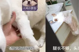 柯基装瘸惨叫骗吃骗喝，被主人发现后一脸尴尬：它有800个心眼视频封面