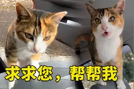 喂了一只流浪猫，竟被它赖上，跳进我的车里，让我带它回家视频封面