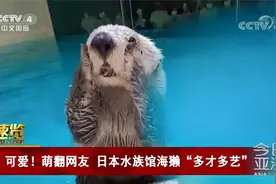 可爱！萌翻网友 日本水族馆海獭“多才多艺”视频封面