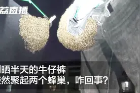 密集恐惧症慎点！蜜蜂竟在牛仔裤子上“扎堆”筑蜂巢