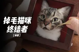 家里猫咪掉毛怎么办？教你解决猫咪掉毛烦恼视频封面