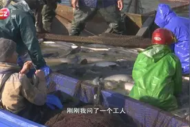 无锡：甘露青鱼今天开捕 预计产量200万斤视频封面