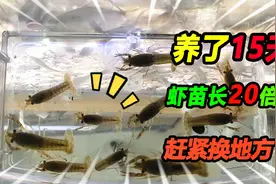 龙虾苗来时米粒大，15天之后体积大了20多倍不止，赶紧给换地方养视频封面
