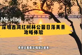 深圳西湾红树林公园，红树探秘滨海栈桥，海边最美日落美景之地视频封面