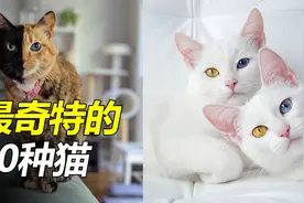 全球最奇特的10种猫，阴阳脸异色瞳，身价超百万！视频封面