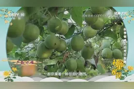罗汉果润肺利咽、润肠通便，好处可不少，听听专家咋说|健康之路视频封面