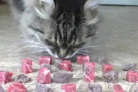 猫咪更喜欢吃生肉还是熟肉？老外用实验告诉你视频封面