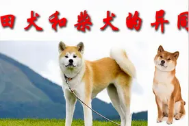 秋田犬和柴犬的异同视频封面