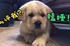 小狗狗到家没两天就到处撒尿，批评它两句，马上跟你装迷瞪打瞌睡视频封面