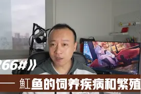 266号 魟鱼的挑选饲养和繁殖要点视频封面