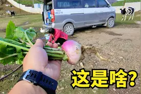叶子像萝卜，我们叫它“蛮金”，可以生吃，你们叫它什么？视频封面