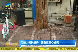 三亚一市民家门前大树长进房  住在家里心发慌视频封面