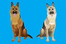 中国相犬术，黑狗最好，白狗最不好视频封面