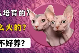 无毛猫是怎么培育的？怎么火的？好不好养？视频封面