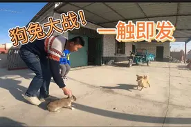 新疆老二玩心大发，上演狗兔大战看着太招笑了，大家又得说我残忍视频封面