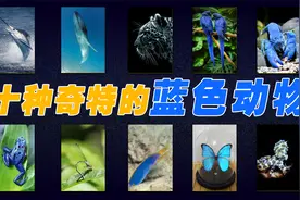 全球罕见的10种蓝色动物，有的濒临灭绝，看一眼少一眼视频封面