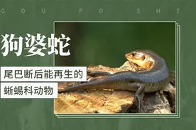 狗婆蛇——尾巴断后能再生的蜥蜴科动物视频封面