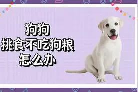 狗狗挑食不吃狗粮怎么办？这里告诉铲屎官该怎么做视频封面