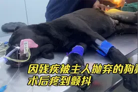 主人收到3000赔偿后抛弃的狗狗，经历剥皮拆骨之后，疼得浑身颤抖视频封面