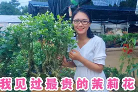 一棵60年茉莉花卖30万8千，横县花农都不信，我去看是真是假视频封面