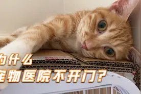 特殊时期，宠物医院不让开门，难道我只能看着猫咪被病痛折磨？视频封面