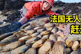 法国无人岛赶海，海参鲍鱼随便捡，紫色海胆美味鲜视频封面