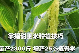 甜玉米的种植技术，管理方法，施肥方法，防治病虫害方法！视频封面