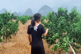 广西24岁单身女孩在家一边相亲，一边种植水果，她能找到男朋友吗视频封面