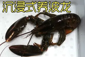 沉浸式养龙虾，过年买的波士顿龙虾养了一个月，没想到还挺难视频封面