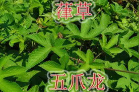 农村五爪龙被称为“止痒草”，植物3点妙用之处，懂它的人当宝视频封面