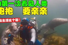 海豹第一次看见人类上前求撸，不停向潜水员要亲亲，太搞笑了！视频封面