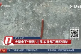 广州从化：人虫大战！大量虫子“骚扰”村民 农业部门组织消杀视频封面
