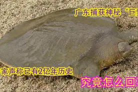 广东捕获神秘“巨鳖”，专家声称已有2亿年历史，究竟怎么回事？视频封面