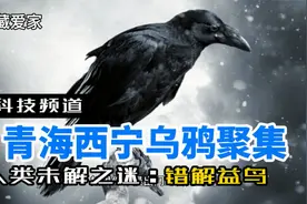 乌鸦聚集预示着什么？这发生在青海省西宁地区，难道这里要有大事视频封面