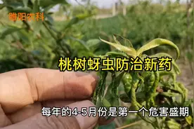 桃蚜用这两个药剂防治，当天防效就能达到95%以上视频封面